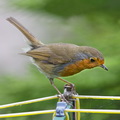Robin on rotary clothes line
